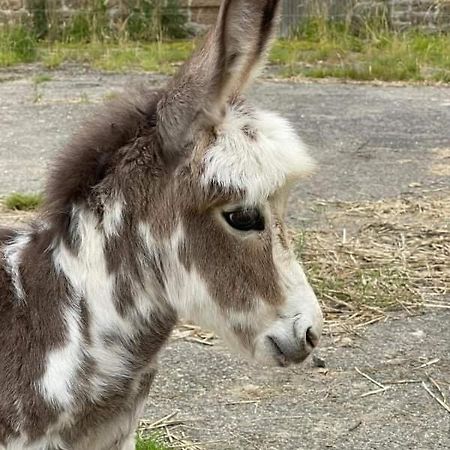 Willa La Campagne Bretonne Parigné Zewnętrze zdjęcie