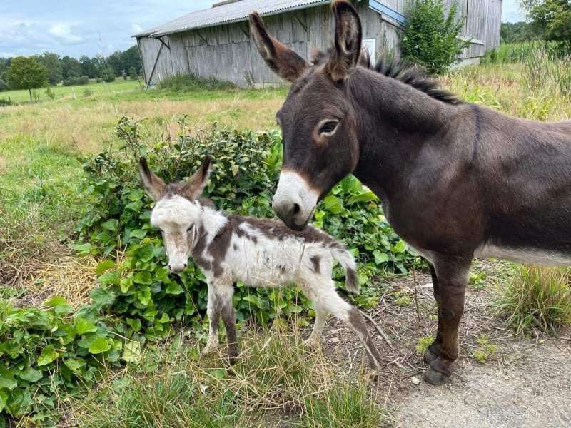 Willa La Campagne Bretonne Parigné Pokój zdjęcie